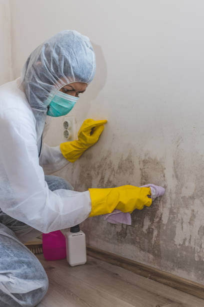 Best Mold Removal for HVAC Installations  in Highland, NY